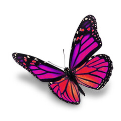 pink monarch butterfly