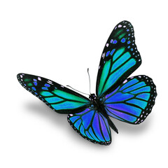 Fototapeta na wymiar blue monarch butterfly