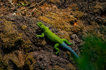lizard on a tree