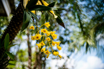 Yellow wild orchid, northern bee orchid blooming in the forest