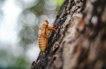Adult cicadas will molt and leave stains on the trees.