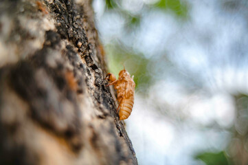 Adult cicadas will molt and leave stains on the trees.