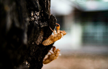Adult cicadas will molt and leave stains on the trees.