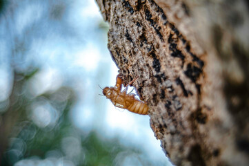Adult cicadas will molt and leave stains on the trees.