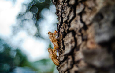 Adult cicadas will molt and leave stains on the trees.