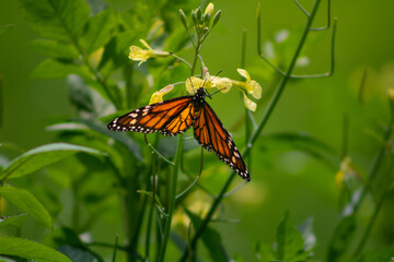 butterfly on flower
