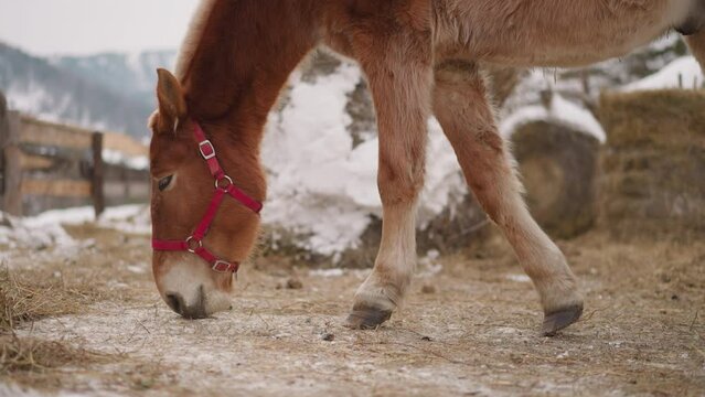 Small domestic horse with pink snaffle eats hay at rural farm in Altai region. Purebred animal grazes on pasture in highland on nasty winter day closeup