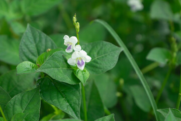 weed flower called Israeli grass of the genus Asystasia. This plant is white with purple on the pistil
