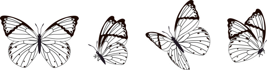 Butterfly silhouette in 4 options vector in isolated background