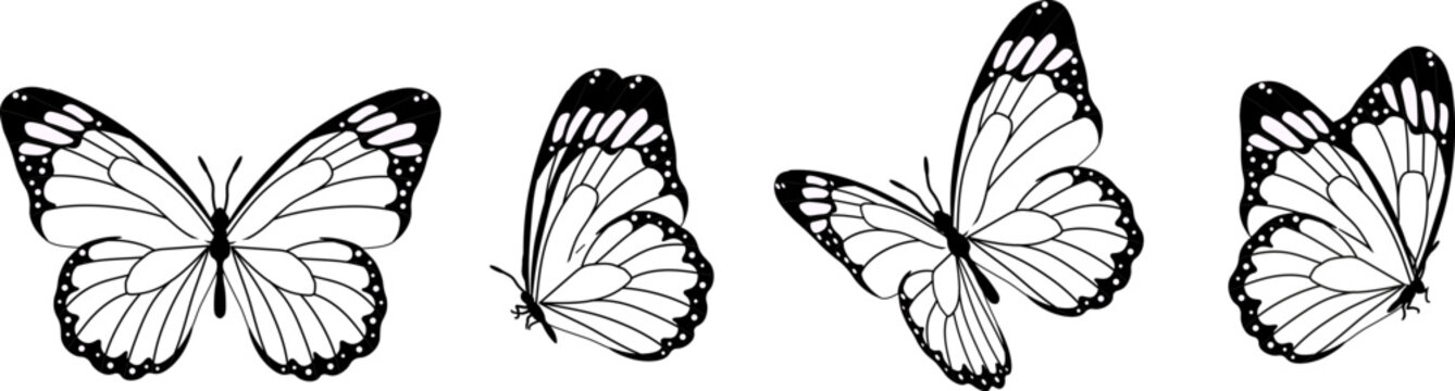 monarch butterfly black outline
