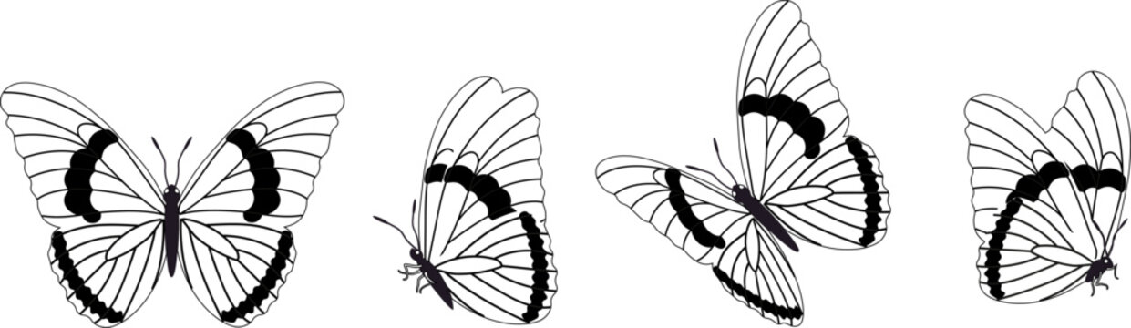 Butterfly silhouette in 4 options vector in isolated background