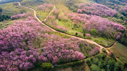 Aerial view of pink cherry blossom on the hill or Wild Himalayan Cherry flower field on Phu Lom Lo...