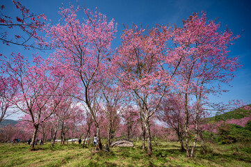 Obraz na płótnie Canvas Pink cherry blossom field or Wild Himalayan Cherry flower, known as Nang Phaya Sua Krong in Thai on Phu Lom Lo mountain during January or February in area of Phitsanulok and Loei Province, Thailand.