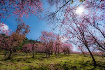 Pink cherry blossom field or Wild Himalayan Cherry flower, known as Nang Phaya Sua Krong in Thai on...