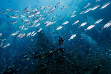 Fototapeta na wymiar Underwater shot of HTMS Chang wreck ship with school of jack fish and scuba diver. Ship built for the US Navy during World War II. A scuba diving shipwreck dive site near Koh Chang in Trat, Thailand.