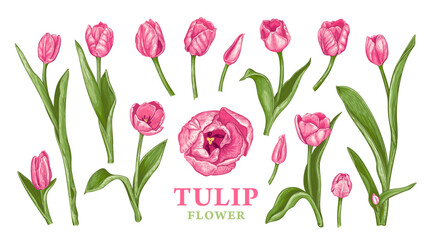 Set of hand drawn Spring pink Tulip flowers. Vector illustration of plant elements for floral design. Colored sketch of flowers isolated on a white background. Beautiful bouquet of magenta Tulips - 582011025
