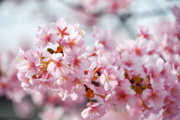 京都 淀水路の河津桜