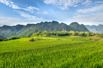 Fototapeta premium Admire the beautiful poetic Pu Luong Eco Garden resort in Pu Luong commune, Thanh Hoa province, Vietnam