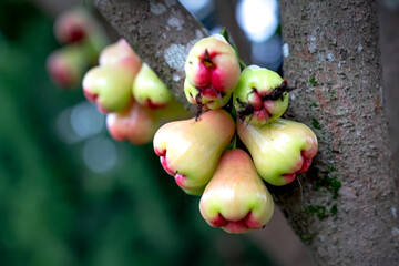 Syzygium aqueum (watery rose apple, water apple, bell fruit, jambu air) fruits on the tree. The...