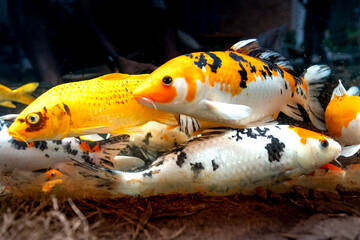 Colorful Japanese fancy carps are known as Koi swimming under the clear water
