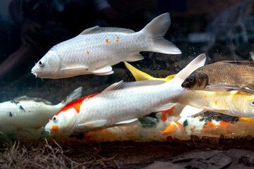 Obraz premium Colorful Japanese fancy carps are known as Koi swimming under the clear water