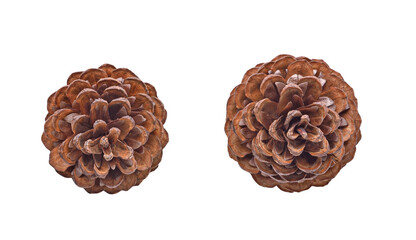 Pine cone on transparent png. Top view