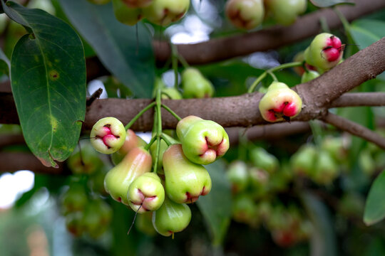Syzygium aqueum (watery rose apple, water apple, bell fruit, jambu air) fruits on the tree. The fruit has a very mild and slightly sweet taste similar to apples, and a crisp watery texture