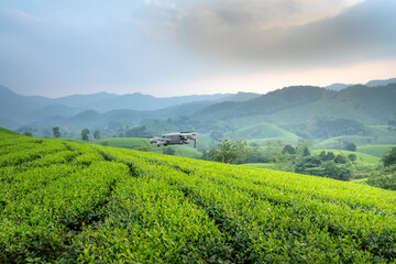 Fototapeta na wymiar Long Coc tea hill, Phu Tho province, Vietnam in an morning. Long Coc is considered one of the most beautiful tea hills in Vietnam, with hundreds and thousands of small hills