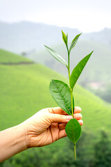 Fototapeta na wymiar Close up shot of hands of holding the good freshly picked tea leaf. Green tea leaves picking up.