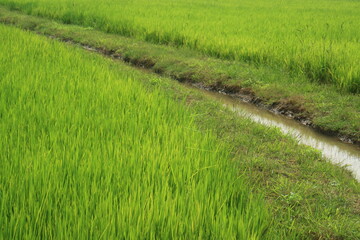 Fototapeta premium waterways in the green field 