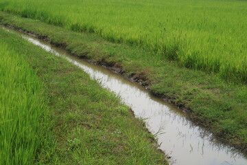 Waterway in the rice field