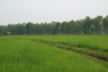 Waterway in the field