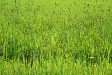 Fototapeta premium natural green background 