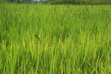 green rice field 