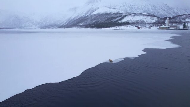 Aerial forwarding shot of a sea lion relaxing on the edge on a frozen fjord in the Arctic Circle of Northern Scandinavia with a factory in the background