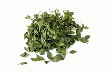 Henna Tree Fruits or Mignonette Tree Leaves Isolate on White Background, Also Known as Egyptian Privet
