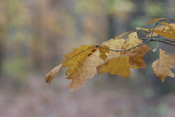 Oak tree branch in autumn.