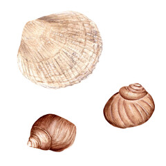 A set of sea shells. Watercolor illustration isolated on white background