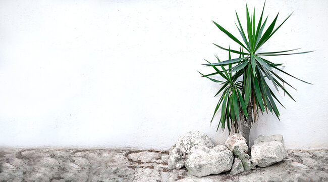 Green palm on white white cement wall background