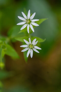 Flowers of Myosoton aquaticum (Giant Chickweed) emerge in the spring and summer.
