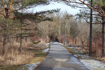 path in the woods