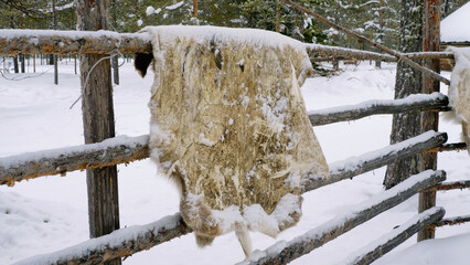 Western Siberia, the camp of the reindeer herders of the Khanty people: reindeer skin on the fence.