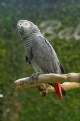 Fototapeta premium Pajaros Loros