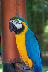 Pajaros Loros