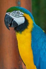 Obraz premium Pajaros Loros