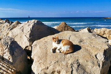 Cat near Mediterranean sea