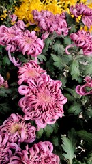 Obraz premium pink flowers in a garden