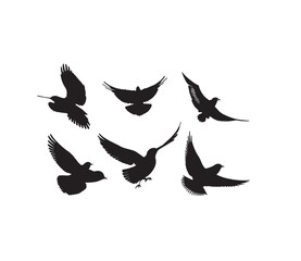 dove and peace symbol