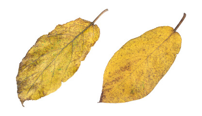 Obraz premium Dry yellow ficus hispida leaves isolated on transparent background