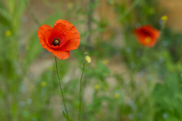 Poppy plant flowers bloom in a park spring summer time